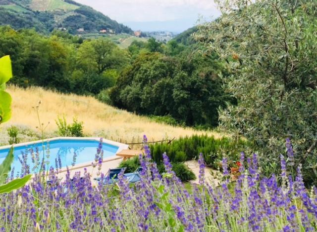Il Capriolo Villa San Cerbone ภายนอก รูปภาพ